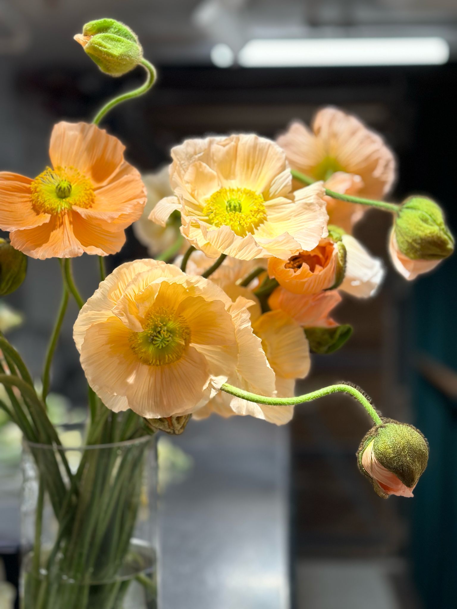 Limited edition ( seasonal)2